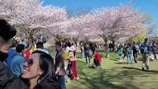 [4K] Cherry Blossoms in High Park Toronto Canada 🇨🇦