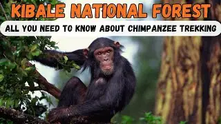 All you must know about chimpanzee trekking in Kibale National Forest | Uganda