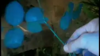 Vida noturna das minhas cria&ccedil;&otilde;es de insetos veja a vida noturna dos insetos do jardim.