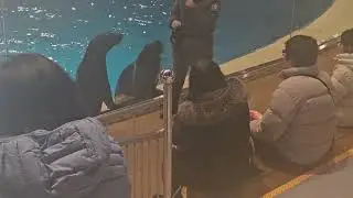Seal lion show in ever land south korea !!