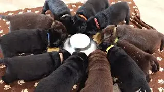 11 LABRADOR PUPPIES EAT THEIR FIRST MEAL!