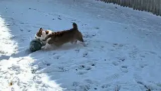 Harper Corgi Soccer Ball Herding in Snow 