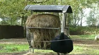 Thoiry Zoo 2022 - Safari tour (Clip)