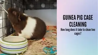 GUINEA PIG CAGE CLEANING - How long does it take to clean two cages?
