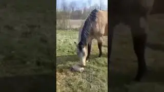 Dog and horse discover turtle for the first time... 🤣 #saveanimals #animalkingdom #animal_captures