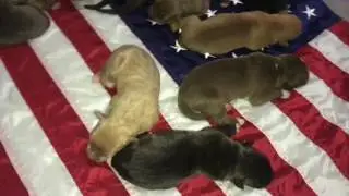 Dark Dynasty Kennels Hulk x ManMade Kennels Cali XXL PITBULL Puppies; Biggest Pitbulls On Earth