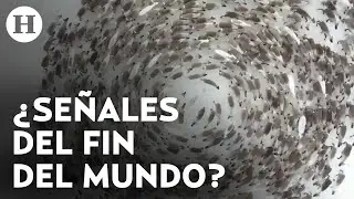 &iquest;Por qu&eacute; giran en c&iacute;rculo? Extra&ntilde;o comportamiento de animales sorprende en redes sociales