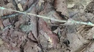Hike to the abandoned village of Lost Cove, North Carolina