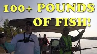 Bumping for Monster Blue Cats on the Mississippi River - New PB & 100+ Pounds of Fish!