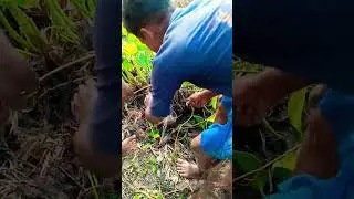 catch catfish #music #trailer #movie
