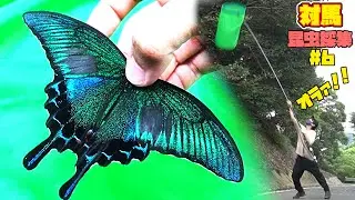 【対馬#6】日本一綺麗な蝶ミヤマカラスアゲハを対馬で捕獲！！【昆虫採集】