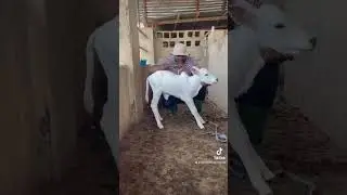 Our white Fulani x Bokolo cross calf at Zenith Farms