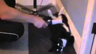 Must See! Magnessage used on cat
