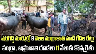 ఎర్రగడ్డ లో ఈ వారం గేదలు కొన్న సమాచారం | Erragadda Buffalo Market  Buffalo For Sale | Kiran TV Rythu