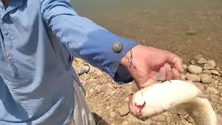 Mirgal Fish Hunting|| Lamdoor Hook Fishing || Mangla Dam Fishing Mohsin Shikari 07_05_2022