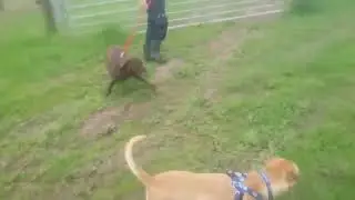 RSPCA Rehoming - Alan the dog *REHOMED*