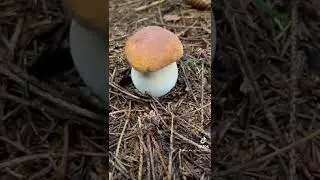 #shorts #forest #fungi #mushroom #белыйгриб #боровик #боровики #гриб #грибы