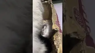Daily Life of Kittens