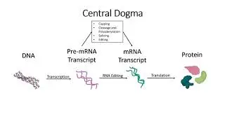 RNA Editing: Insertion/Deletion