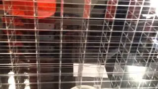 Carney Plastic Display Case Review