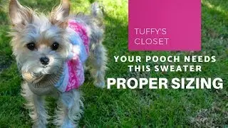 Tuffy The Chorkie: Proper Sweater Sizing for your Cute Tiny Dog