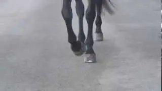 Het belang van een goed hoefbeslag !!