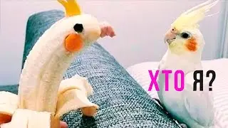 Приколы с попугаями. КТО Я? | Мемозг #420