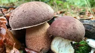 BOLETUS PINICOLA (Pinophilus), Comienza la brotada! Octubre 2022