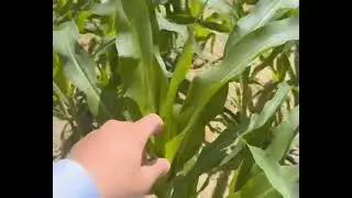 حقل الذرة في الاسبوع الثالث زراعة شهر ٩