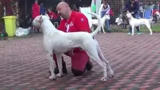 Dogo Argentino 21.09.2014 Ruzomberok Klubowa Wystawa Molosów (11)