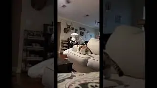 My Cat Has Lost It | Broken Cat FUNNY VIDEOS #catvideos #cat #catshorts #funnycat