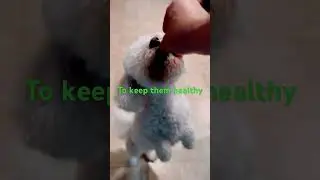 Keep your Pets Healthy and happy save money in vet bills #healthypuppy #heartgard #nexgard