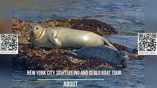New York City Sightseeing and Seals Boat Tour