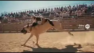 Monkey Bull Riding a Dog #pets