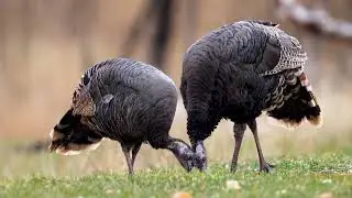 Stock Video - Group of Turkey as they graze in the mountains in Utah