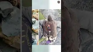 Why eagle put GPS tracker #science #technology #facts #trending #experiment #shorts