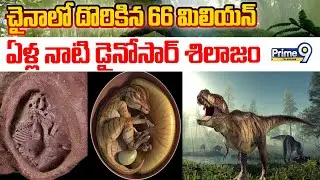 66 Cr Yr Old Dinosaur Fossil Found in China | చైనాలో దొరికిన 66 మిలియన్&zwnj; ఏళ్ల నాటి డైనోసార్ శిలాజం |