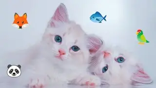 FUNNY CAT & ANIMAL VIDEOS 🐾0164
