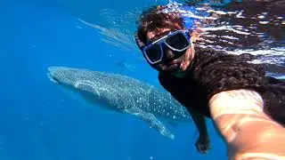 Discover amazing in Western Australia | Diving with whale sharks on the Ningaloo Reef