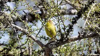 Palm Warbler (9 May 2023)