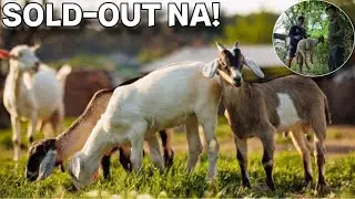 KESA MAKAPERWISYO PINAGBENTA KO NA LANG LAHAT NG KAMBING SA FARM