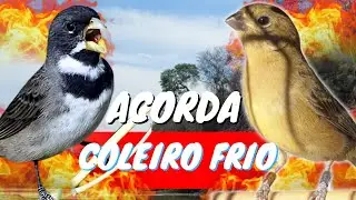 ESQUENTAR COLEIRO TUI TUI COM FÊMEA CHAMANDO E COLEIRO TUI TUI PARA ESQUENTAR COLEIRO TUI TUI