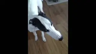 Daisy vs peanut butter