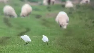 Cattle Egrets at RSPB Nene Washes on a Shrike Birding Tour