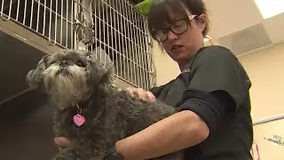 New bill could help increase accessibility of pet healthcare in California