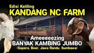 KELILING KANDANG NC FARM - BANYAK KAMBING JUMBO (Sapera, Boor, Jawa Randu, Sumbawa).