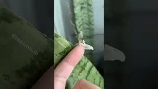 The cutest creature on earth! Adorable fuzzy silk moth