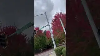 Leaves in Oregon before I leaf Oregon! 🍃🍁