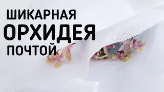 ПОТРЯСАЮЩАЯ ОРХИДЕЯ почтой и что делать после получения | ШИКАРНАЯ orchids phalaenopsis orchid