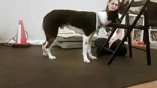Chin Rest - Mental Activities for Dogs Stuck Indoors